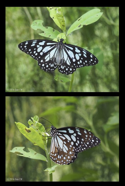 Tirumala limniace exotica • © Gan Cheong Weei • CC BY-NC 4.0