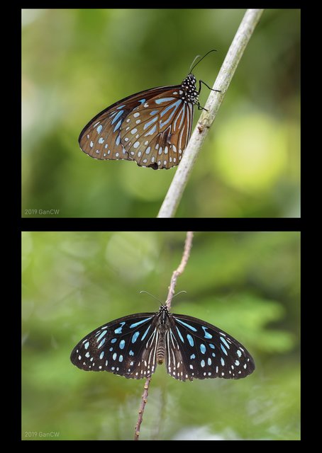 Tirumala septentrionis septentrionis • © Gan Cheong Weei • CC BY-NC 4.0