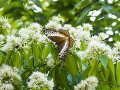 Vindula dejone erotella