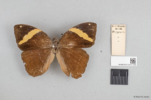 Xanthotaenia busiris busiris