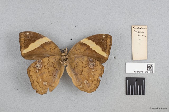 Xanthotaenia busiris busiris