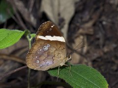 Xanthotaenia busiris busiris • © Gan Cheong Weei • CC BY-NC 4.0