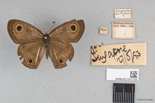 Ypthima pandocus corticaria