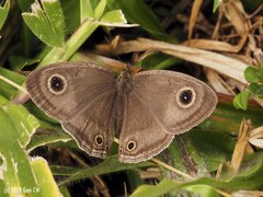 Ypthima pandocus corticaria