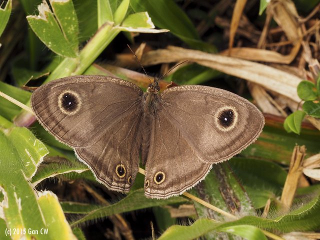 Ypthima pandocus corticaria • © Gan Cheong Weei • CC BY-NC 4.0