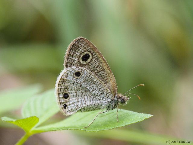 Ypthima huebneri • © Gan Cheong Weei • CC BY-NC 4.0
