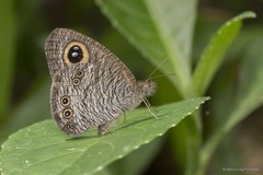 Ypthima horsfieldii humei
