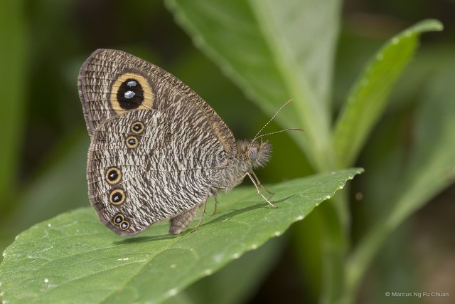 Ypthima horsfieldii humei • © Marcus Ng Fu Chuan • All Rights Reserved
