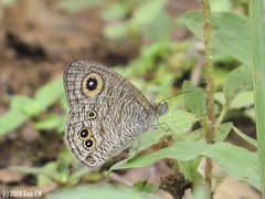 Ypthima baldus newboldi