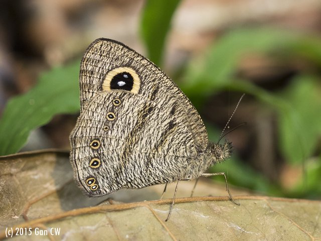 Ypthima fasciata torone • © Gan Cheong Weei • CC BY-NC 4.0