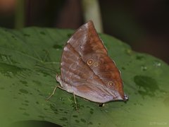 Zeuxidia amethystus amethystus