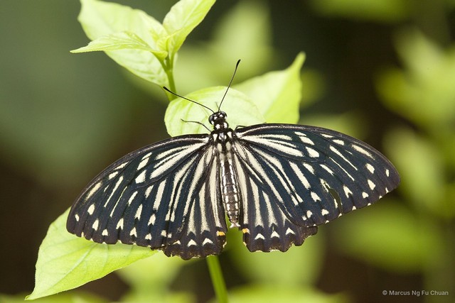 Chilasa clytia • © Marcus Ng Fu Chuan • All Rights Reserved