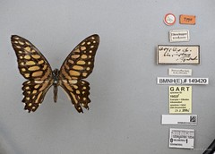 Graphium (Graphium) arycles subsp. "cf. arycles" • © Wan FA Jusoh • All Rights Reserved