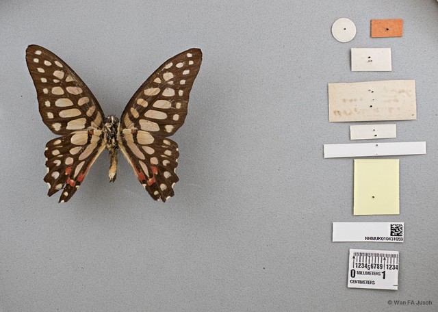 Graphium (Graphium) arycles subsp. "cf. arycles"