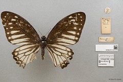 Graphium (Pathysa) ramaceus subsp. "cf. pendleburyi" • © Wan FA Jusoh • All Rights Reserved