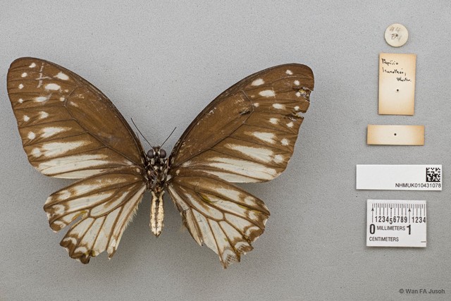 Graphium (Pathysa) ramaceus subsp. "cf. pendleburyi"