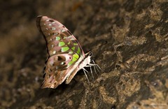 Graphium (Graphium) agamemnon agamemnon