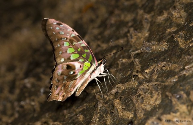 Graphium (Graphium) agamemnon agamemnon • © Marcus Ng Fu Chuan • All Rights Reserved