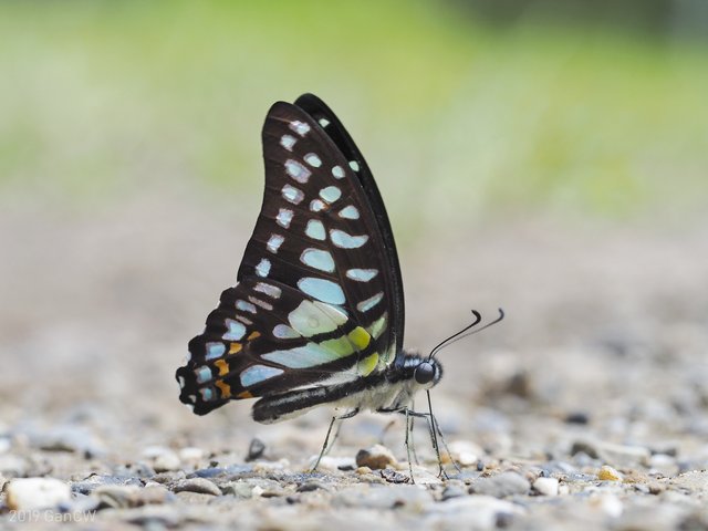 Graphium (Graphium) bathycles bathycloides • © Gan Cheong Weei • CC BY-NC 4.0