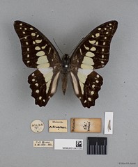 Graphium (Graphium) evemon eventus • © Wan FA Jusoh • All Rights Reserved