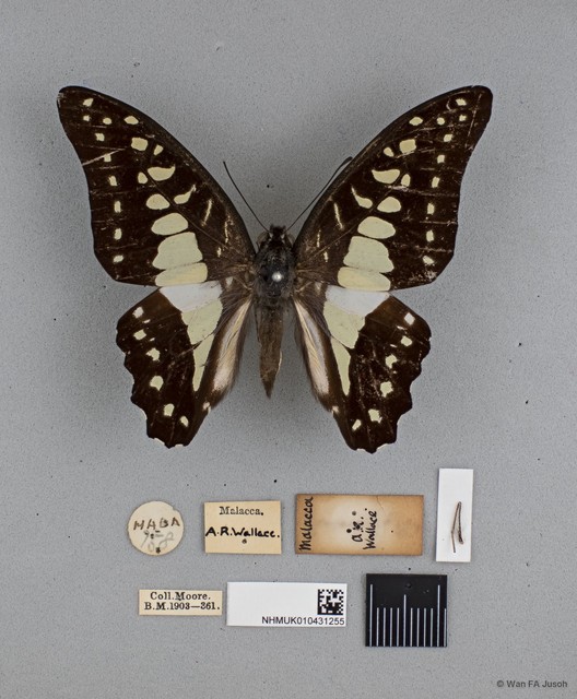 Graphium (Graphium) evemon eventus • © Wan FA Jusoh • All Rights Reserved