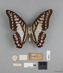 Graphium (Graphium) evemon eventus • © Wan FA Jusoh • All Rights Reserved