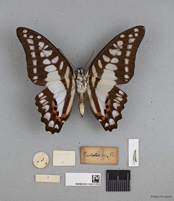 Graphium (Graphium) evemon eventus