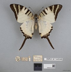 Graphium (Pathysa) antiphates itamputi • © Wan FA Jusoh • All Rights Reserved