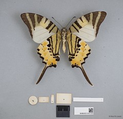 Graphium (Pathysa) antiphates itamputi • © Wan FA Jusoh • All Rights Reserved