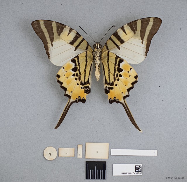 Graphium (Pathysa) antiphates itamputi