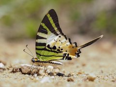 Graphium (Pathysa) antiphates itamputi