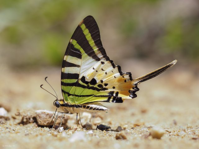 Graphium (Pathysa) antiphates itamputi • © Gan Cheong Weei • CC BY-NC 4.0