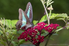 Graphium (Graphium) sarpedon luctatius