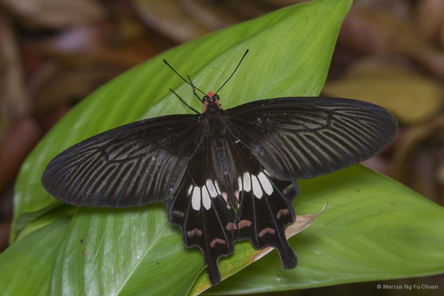 Pachliopta aristolochiae asteris • © Marcus Ng Fu Chuan • All Rights Reserved