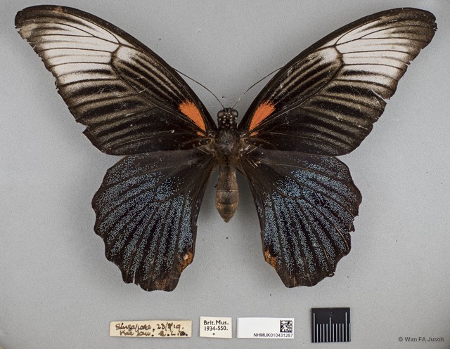 Papilio (Menelaides) agenor • © Wan FA Jusoh • All Rights Reserved