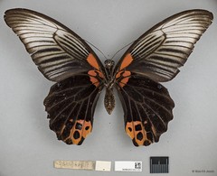 Papilio (Menelaides) agenor • © Wan FA Jusoh • All Rights Reserved
