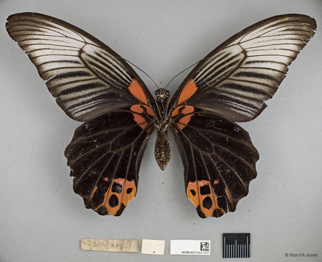 Papilio (Menelaides) agenor