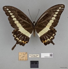 Papilio (Araminta) demolion demolion
