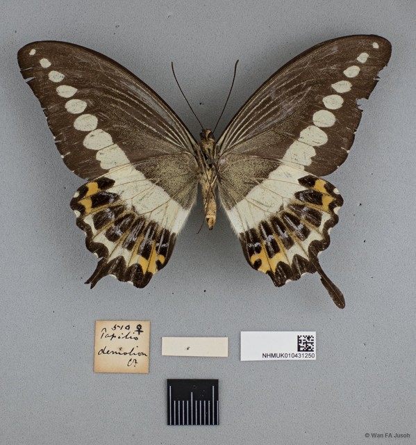 Papilio (Araminta) demolion demolion