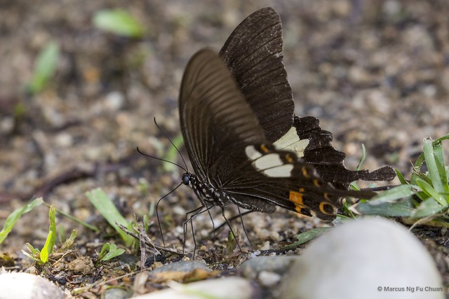 Papilio (Menelaides) helenus helenus • © Marcus Ng Fu Chuan • All Rights Reserved