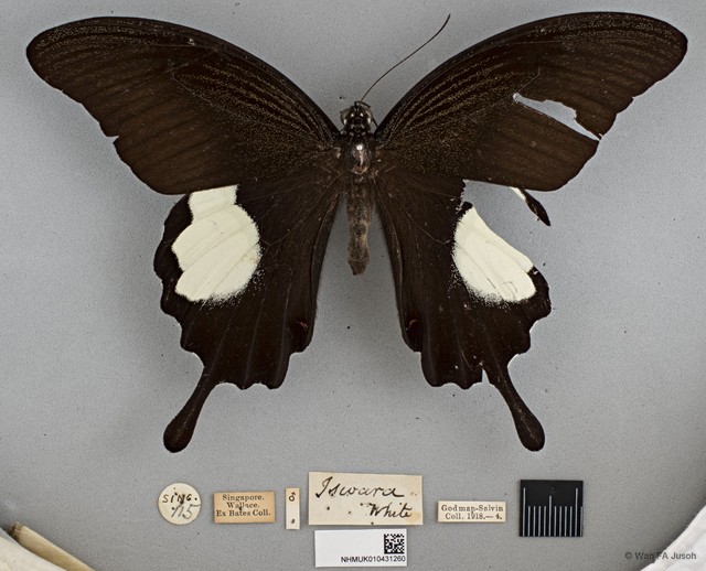 Papilio iswara • © Wan FA Jusoh • All Rights Reserved