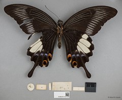 Papilio iswara • © Wan FA Jusoh • All Rights Reserved