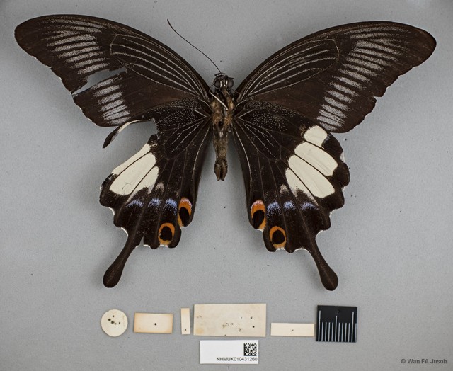 Papilio iswara