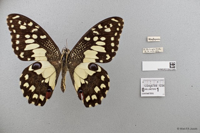 Papilio (Princeps) demoleus malayanus