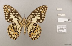 Papilio (Princeps) demoleus malayanus • © Wan FA Jusoh • All Rights Reserved