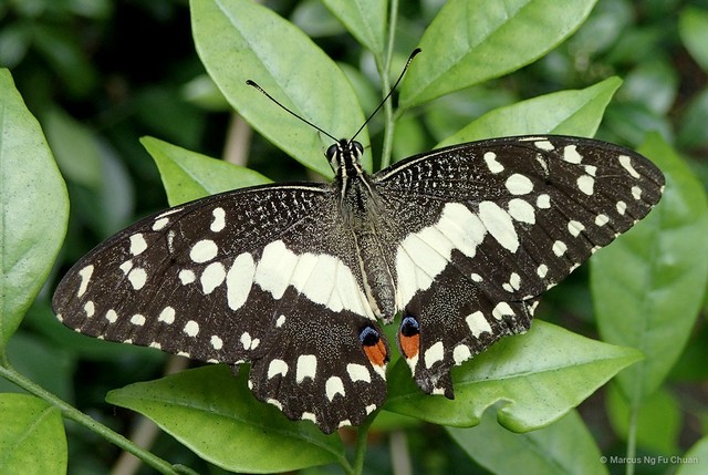 Papilio (Princeps) demoleus malayanus • © Marcus Ng Fu Chuan • All Rights Reserved