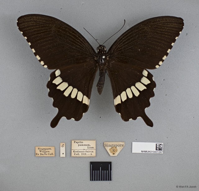 Papilio (Menelaides) polytes romulus