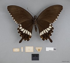 Papilio (Menelaides) polytes romulus • © Wan FA Jusoh • All Rights Reserved
