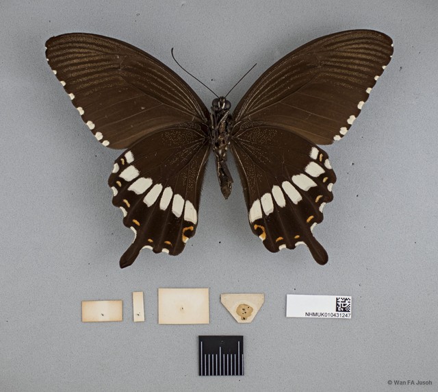 Papilio (Menelaides) polytes romulus
