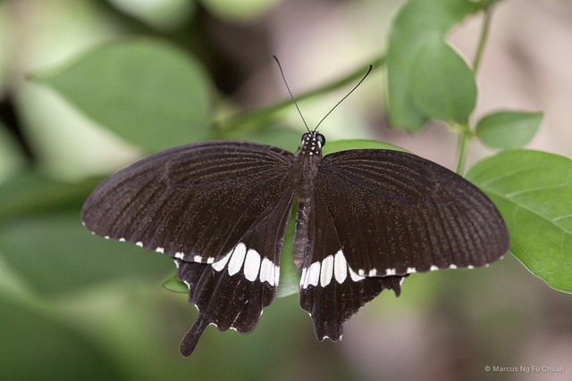 Papilio (Menelaides) polytes romulus • © Marcus Ng Fu Chuan • All Rights Reserved